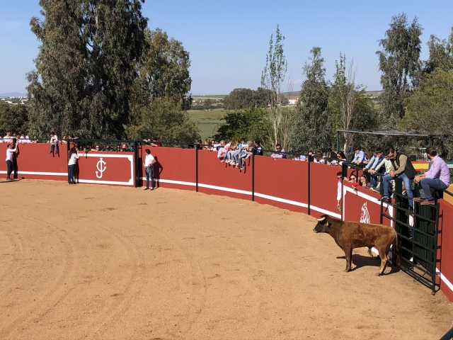Capea con vaquillas en Don Benito