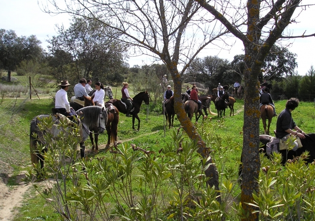 Caballos en la sierra de Badajoz
