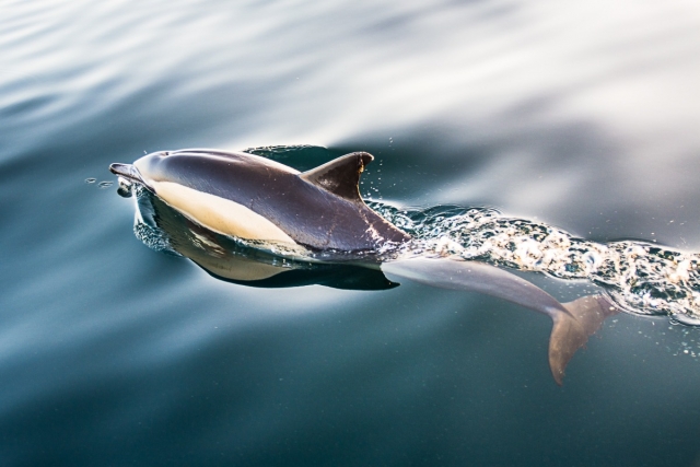 Gita in barca per osservare i cetacei 