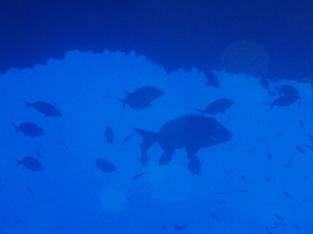 peces