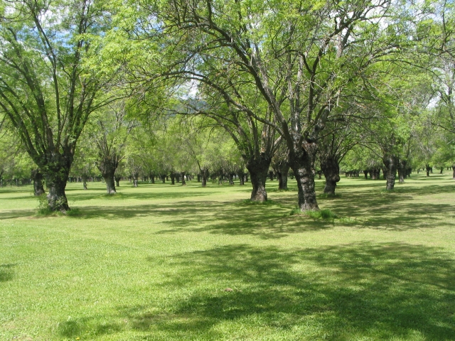 campo