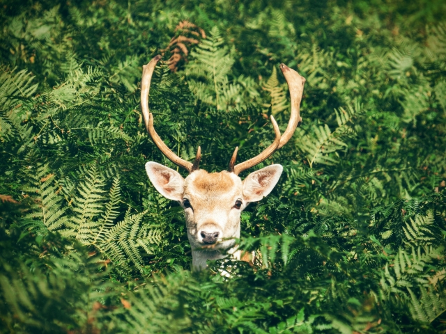 Osservazione della fauna 