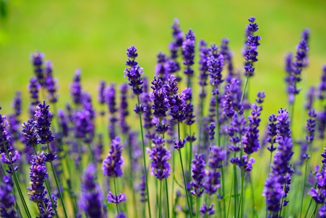  Lavanda 