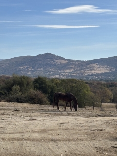 res_o-65916-rutas-a-caballo_de_sara-gonzalez-moreno_img-9535_17597814496447.jpeg