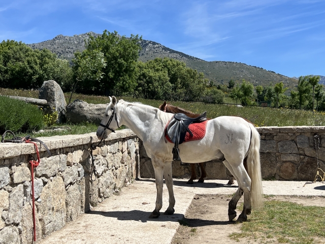 Opinión de Vianessa sobre Ruta a caballo en la Sierra del Guadarrama 1 hora