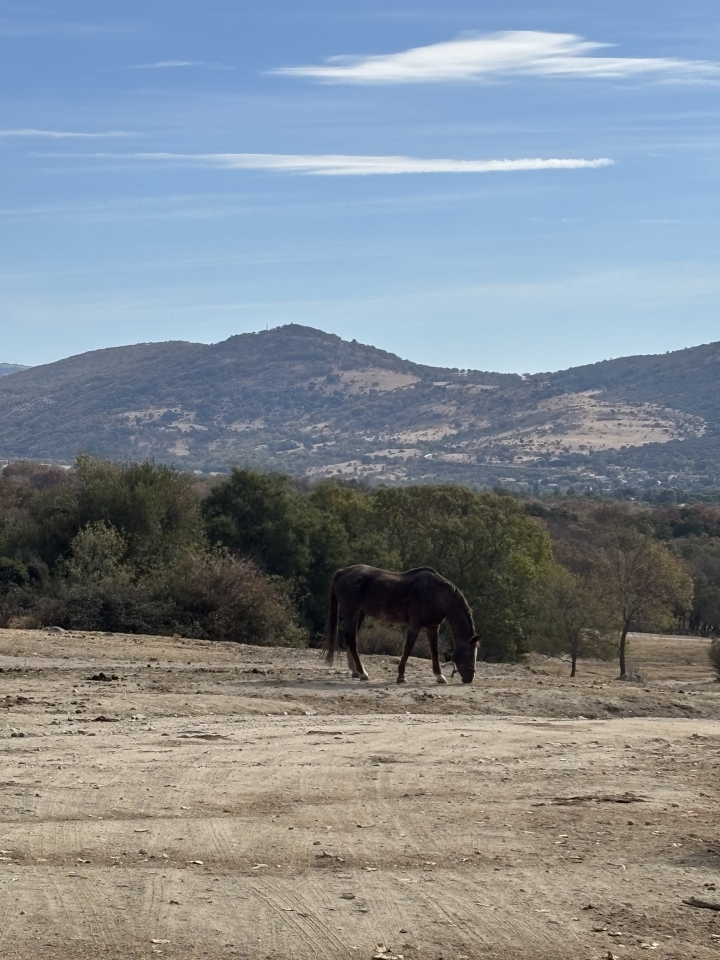 res_o-65916-rutas-a-caballo_de_sara-gonzalez-moreno_img-9535_17597814496447.jpeg