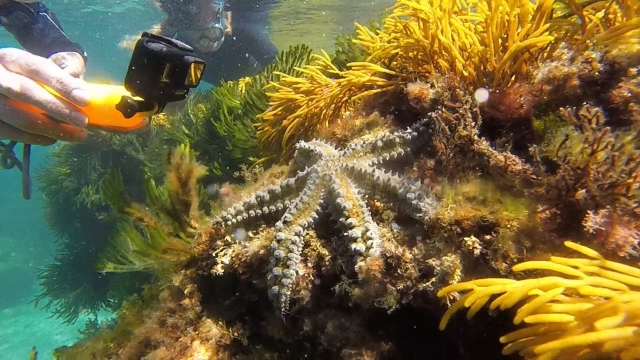  Fotografare specie marine 
