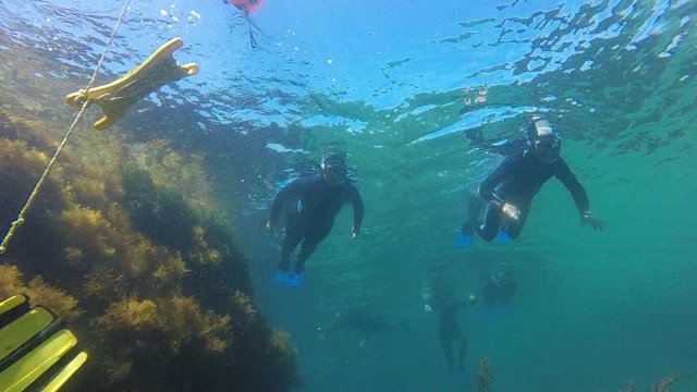  Subacquei che iniziano l'immersione 