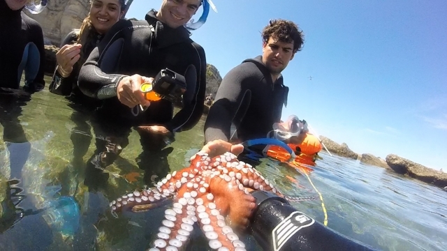  Allucinazioni con la stella marina 
