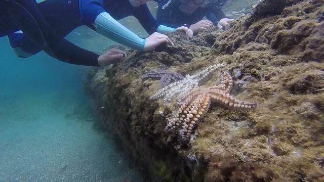  Stella marina su roccia 