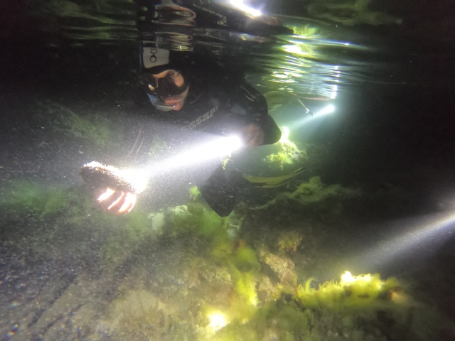  Percorsi di snorkeling notturno 