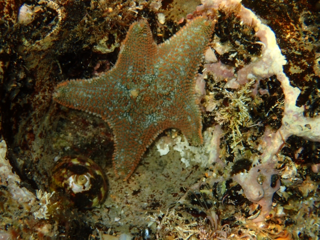  Stelle marine sulla roccia 