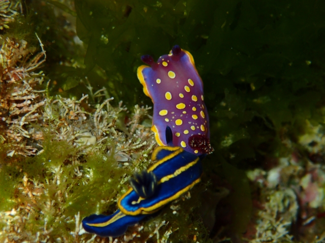  Specie marine straordinarie 