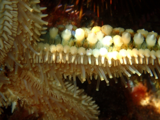  Stelle marine da vicino 