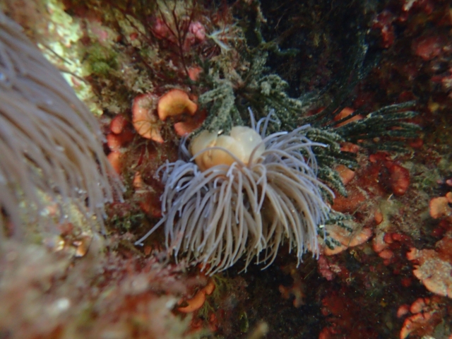  Alla scoperta delle specie marine 