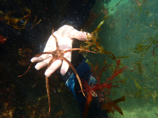  Accanto a una stella marina 