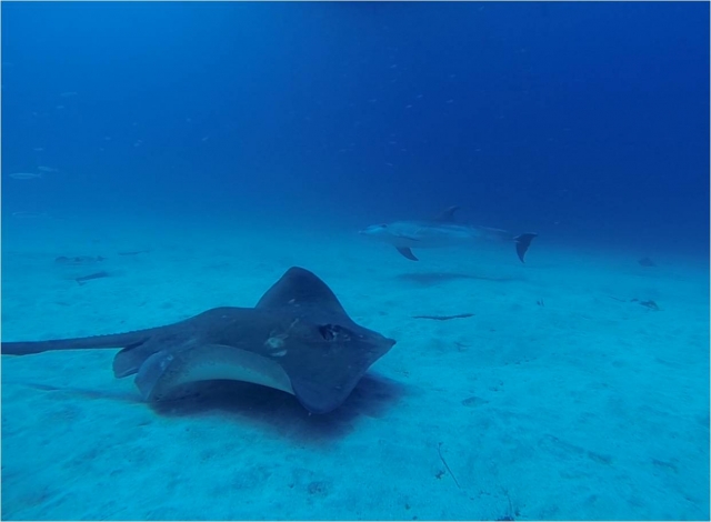  Mantas und Delfine 