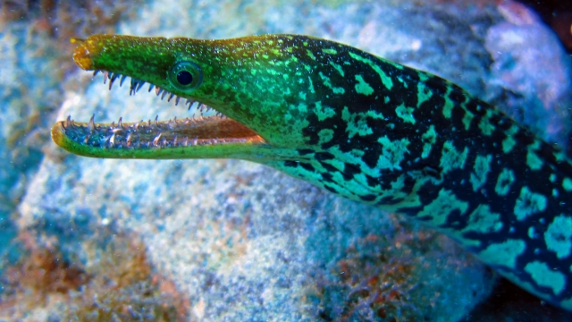  Meeresfauna von Teneriffa 