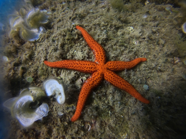  ESTRELA DE SEA 