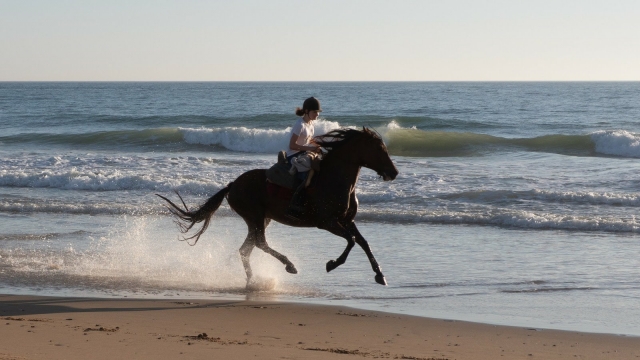  Am Strand galoppieren 