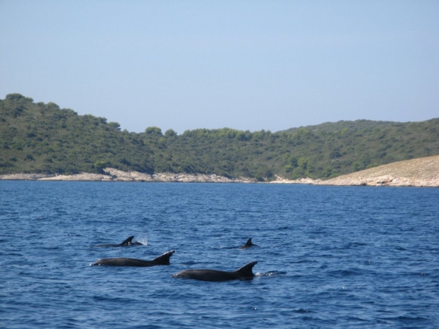 delfines