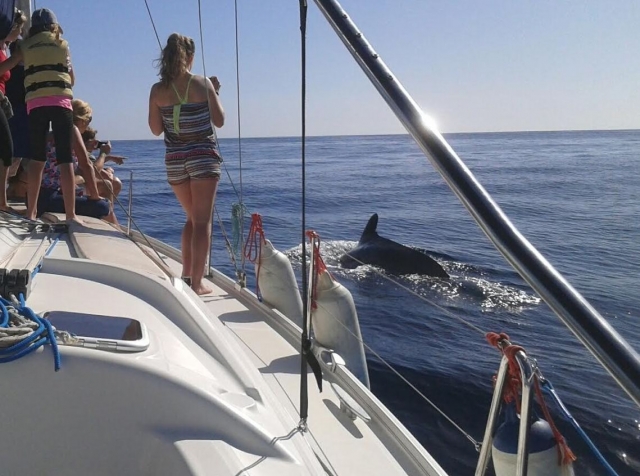 Grabando al delfin desde el barco