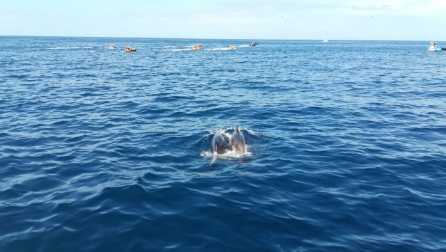 Cetáceos en la costa tinerfeña