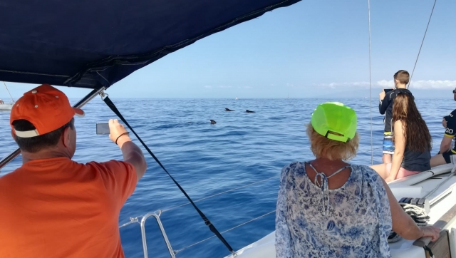 Delfilnes junto a los pasajeros del barco