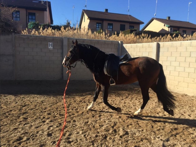 Caballo en el centro hipico