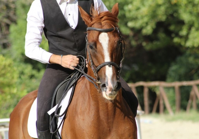  Pferd mit Reiter 