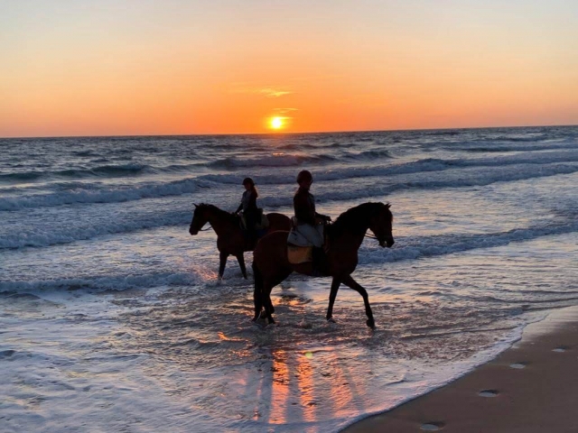  Eintauchen ins Meer mit Pferde 