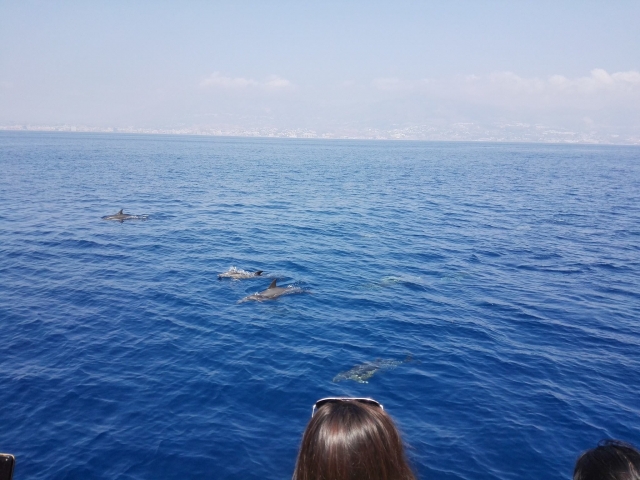  Osservare i delfini nel loro habitat