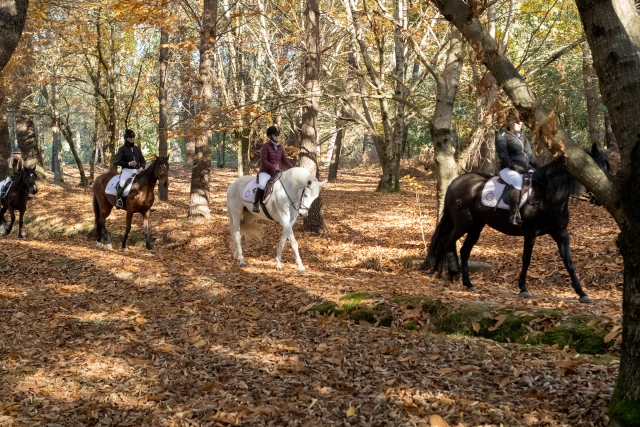 Sobre los caballos en el bosque