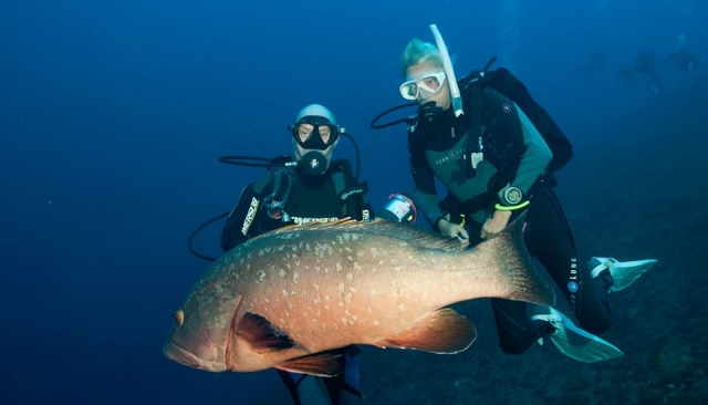 Testigo de una fauna marina impresionante