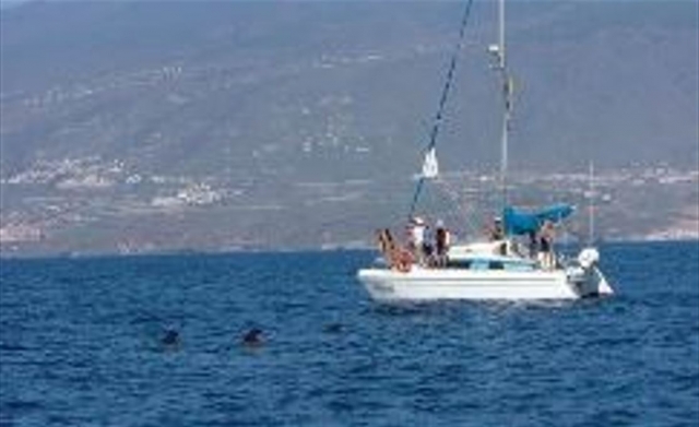  Unser Katamaran segelt Küste auf der Suche nach Walen 
