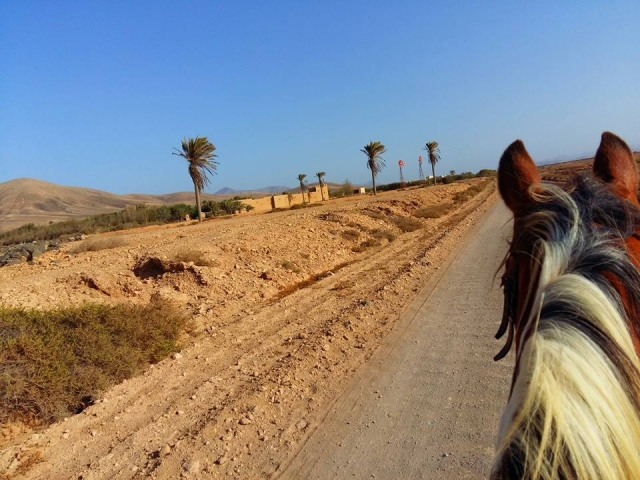 Caballo por el camino en El Cotillo