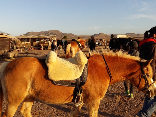 Caballos de la finca en El Roque