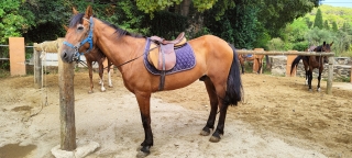 res_o-65668-rutas-a-caballo_de_alicia-amigo-jimenez_img20250821160440_17570136878799.jpg