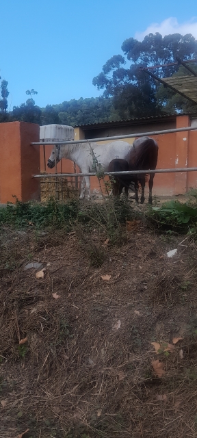 Bewertung von Caren Über Reiten in Santa Susanna 90 Minuten für Erwachsene