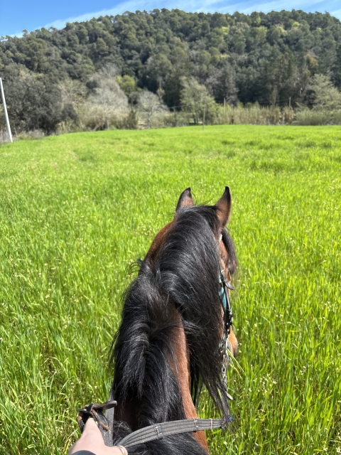 Avis de Anita concernant Parcours équestre à travers le massif du Montnegre, 1 heure