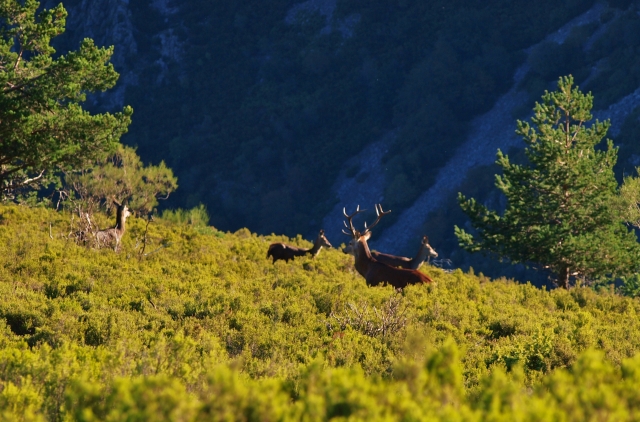 Observation of wildlife. 