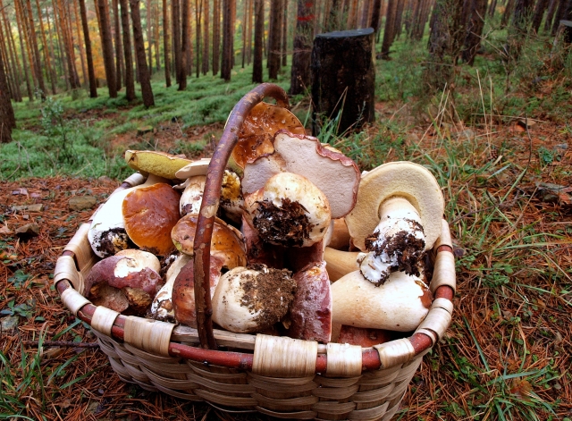  Identification and collection of mushrooms.  
