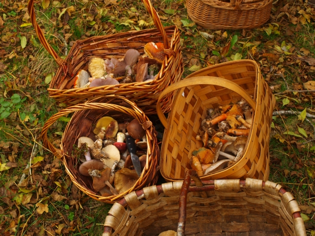  Mycological routes and days. 