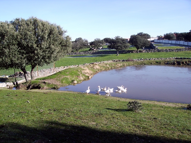 Charca de patos