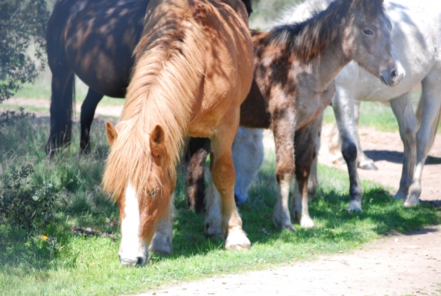 Caballo alimentandose