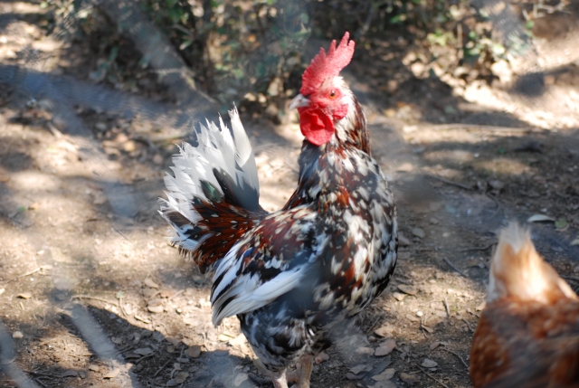 El gallo del corral