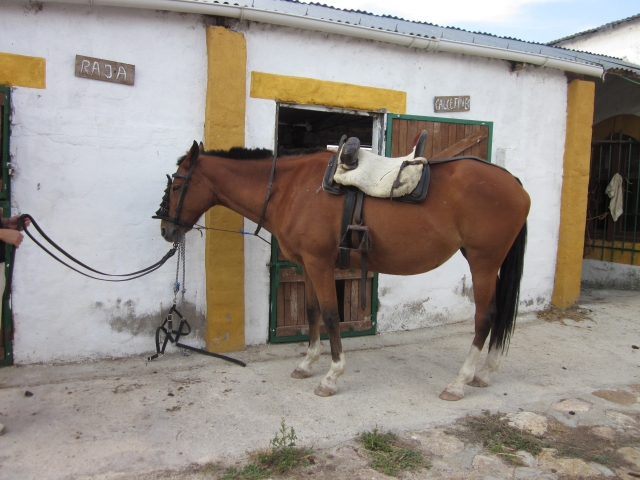 Caballo junto a la cuadra