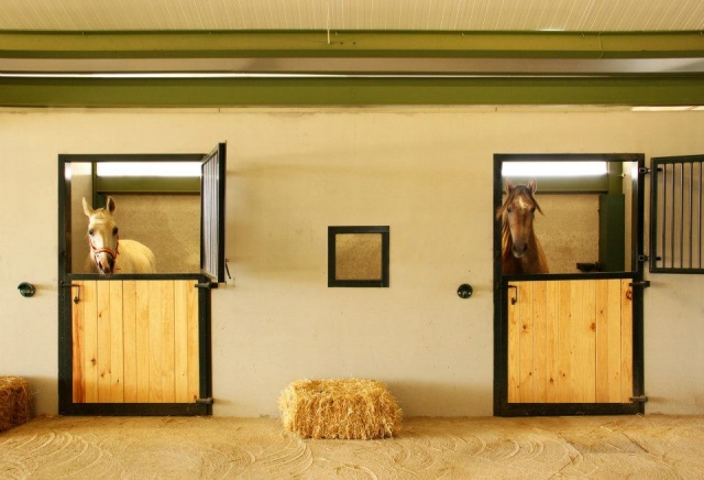 Caballos en boxes