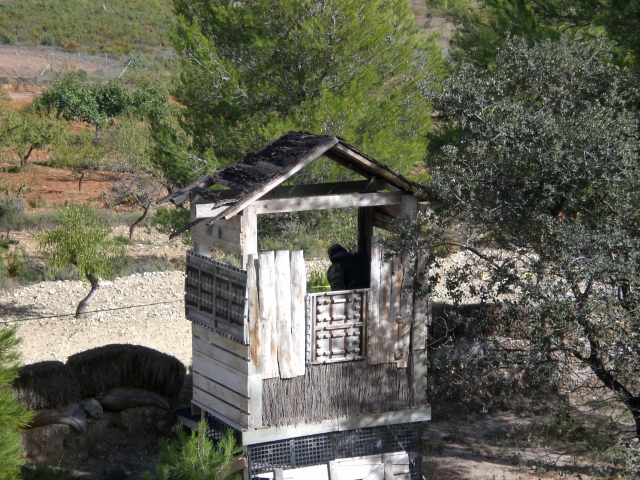  Hidden in the wooden tower 