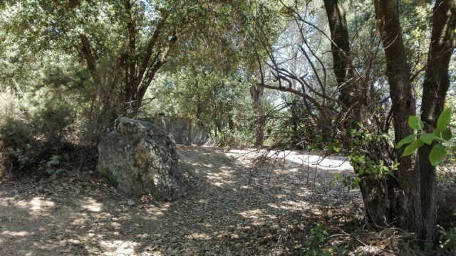 Escenario en bosque